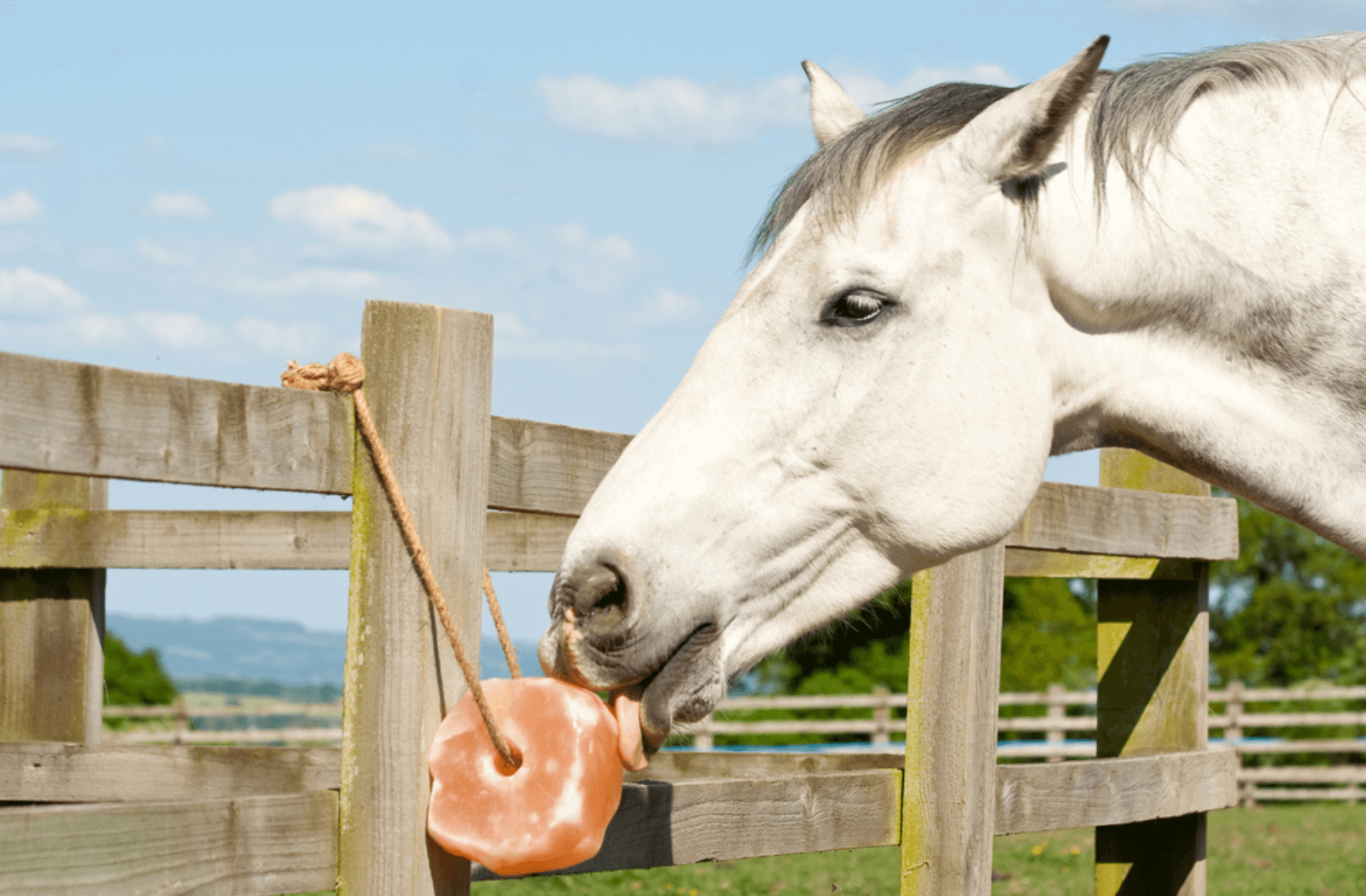 Animal Licking salt